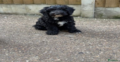 Sheepadoodle dogs - Advert 14