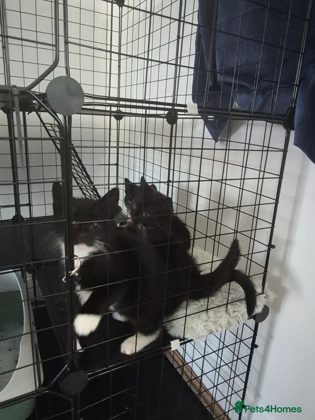 Mixed Breed cats for sale: 3 beautiful kitten very dark brown/black - Advert 2