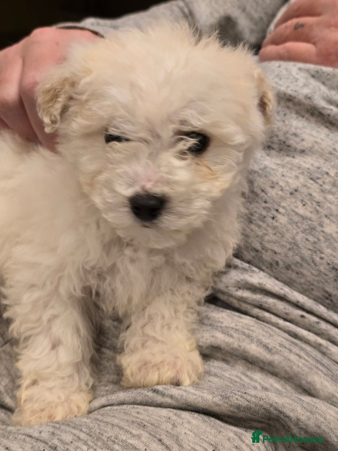 Poochon dogs for sale: Poochon  - Advert 17