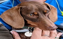 Mixed Breed dogs for sale: 3/4 Mini Dachshund 1/4 Jack Russell - Advert 2