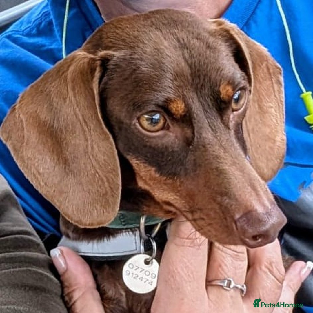 Mixed Breed dogs for sale: 3/4 Mini Dachshund 1/4 Jack Russell - Advert 2