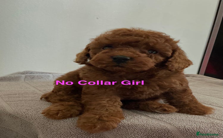 Toy Poodle dogs - Advert 4
