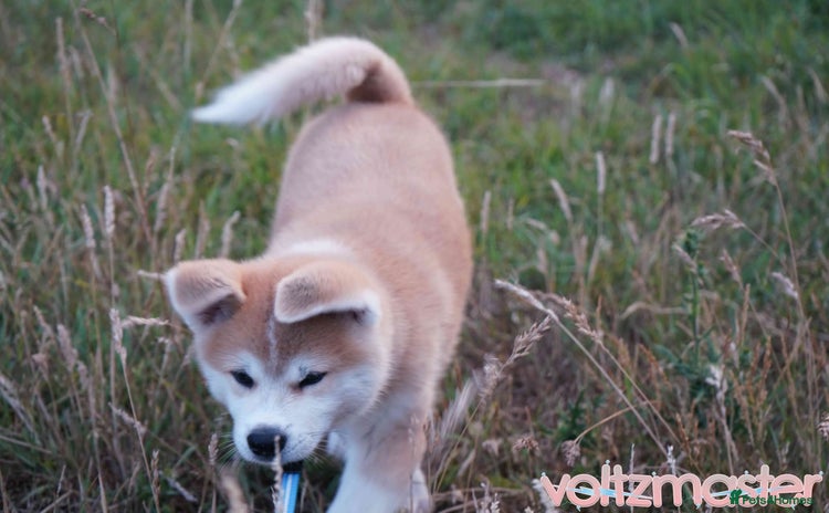 Japanese Akita Inu dogs - Advert 1