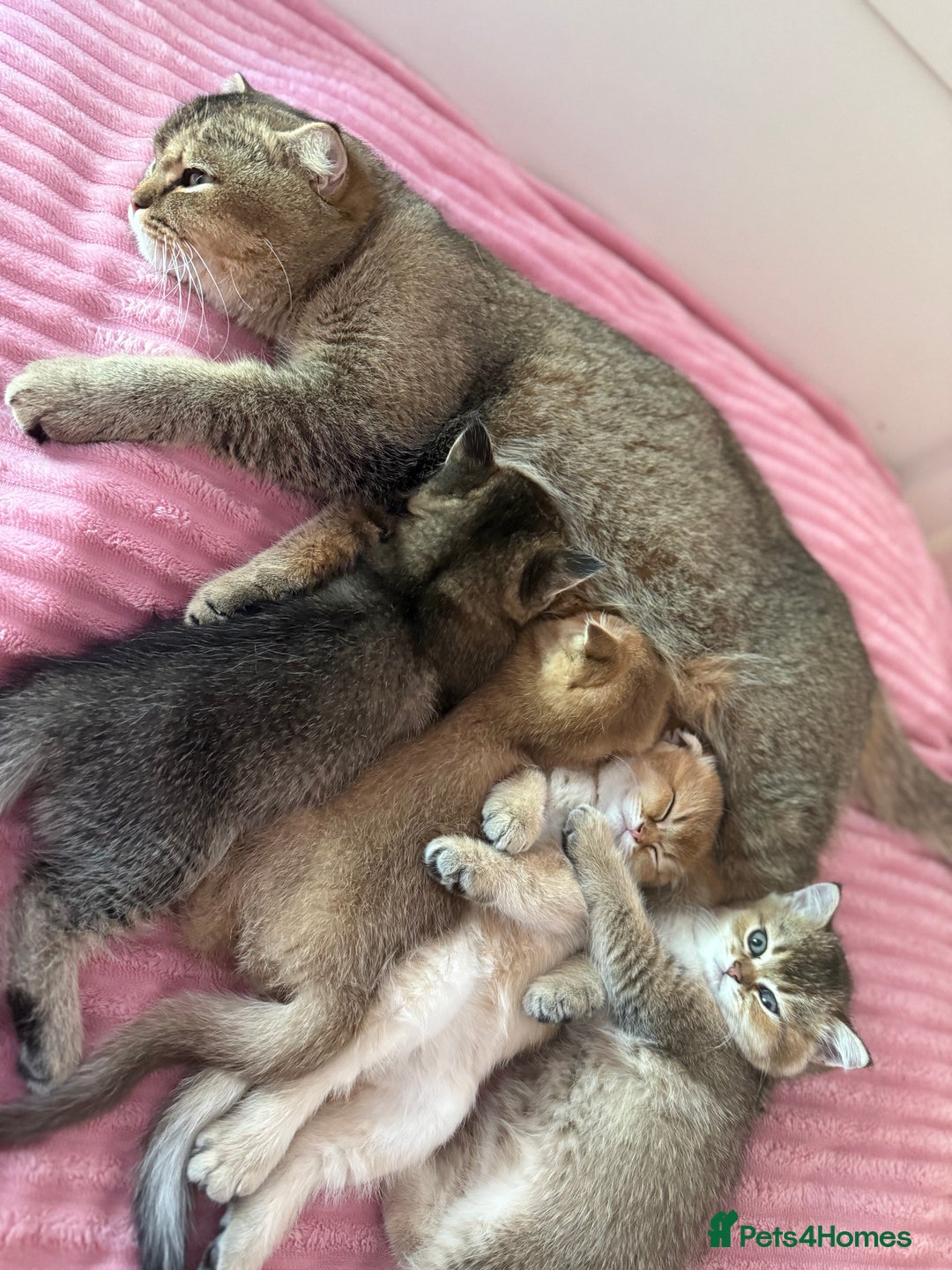Scottish Fold cats for sale: Scottish fold kittens - Image 1