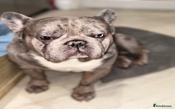 French Bulldog dogs for stud: French bulldog for stud - Image 2