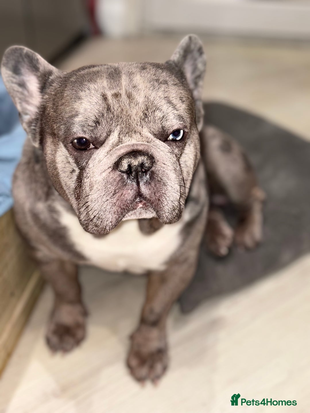 French Bulldog dogs for stud: French bulldog for stud - Image 2