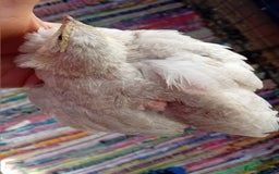 Quail poultry for sale: Laying Coturnix Quail – Confirmed Hens - Image 16