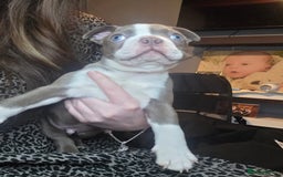 Boston Terrier dogs for sale: Blossom's Beautiful Bostons - Advert 11