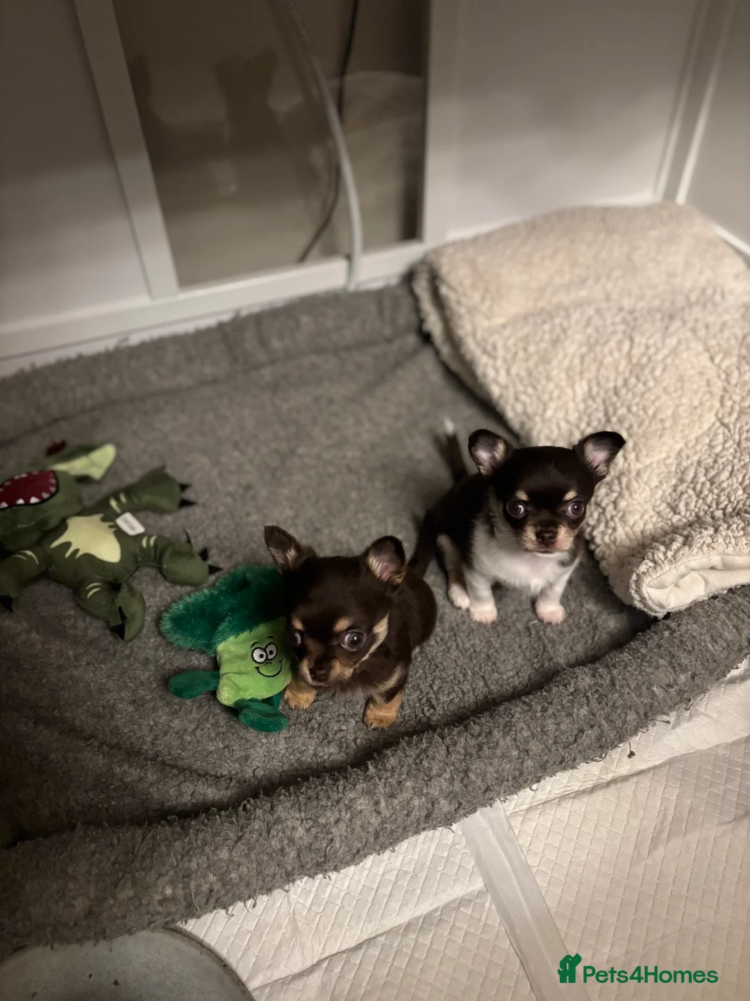 Chihuahua dogs for sale: Chocolate chihuahua boys ready now  - Advert 21