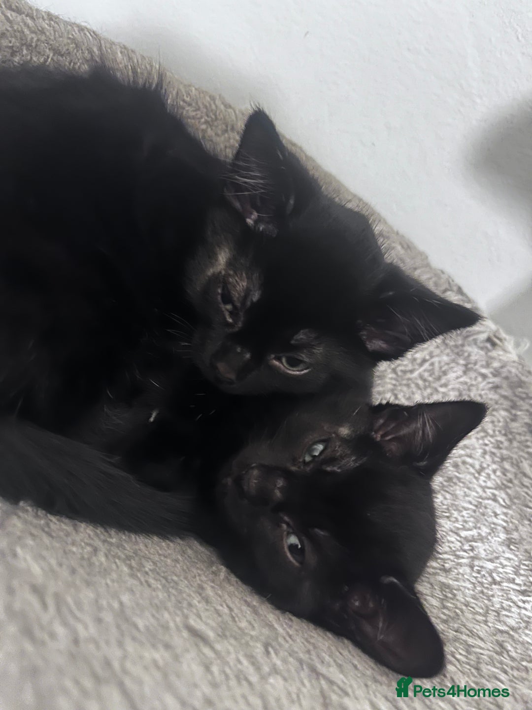 Mixed Breed cats for sale: Beautiful bonded 3 month old black male kittens - Advert 5