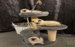Ragdoll cats for sale: Beautiful ragdoll kittens for sale  - Image 4