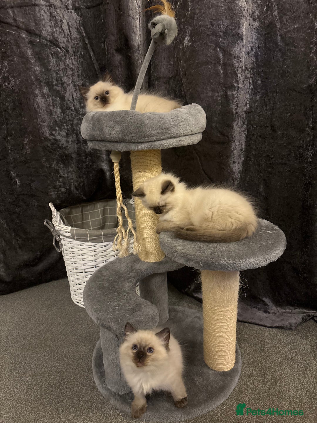 Ragdoll cats for sale: Beautiful ragdoll kittens for sale  - Image 4