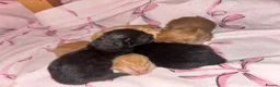 Mixed Breed cats for sale: Kittens for sale - Advert 2