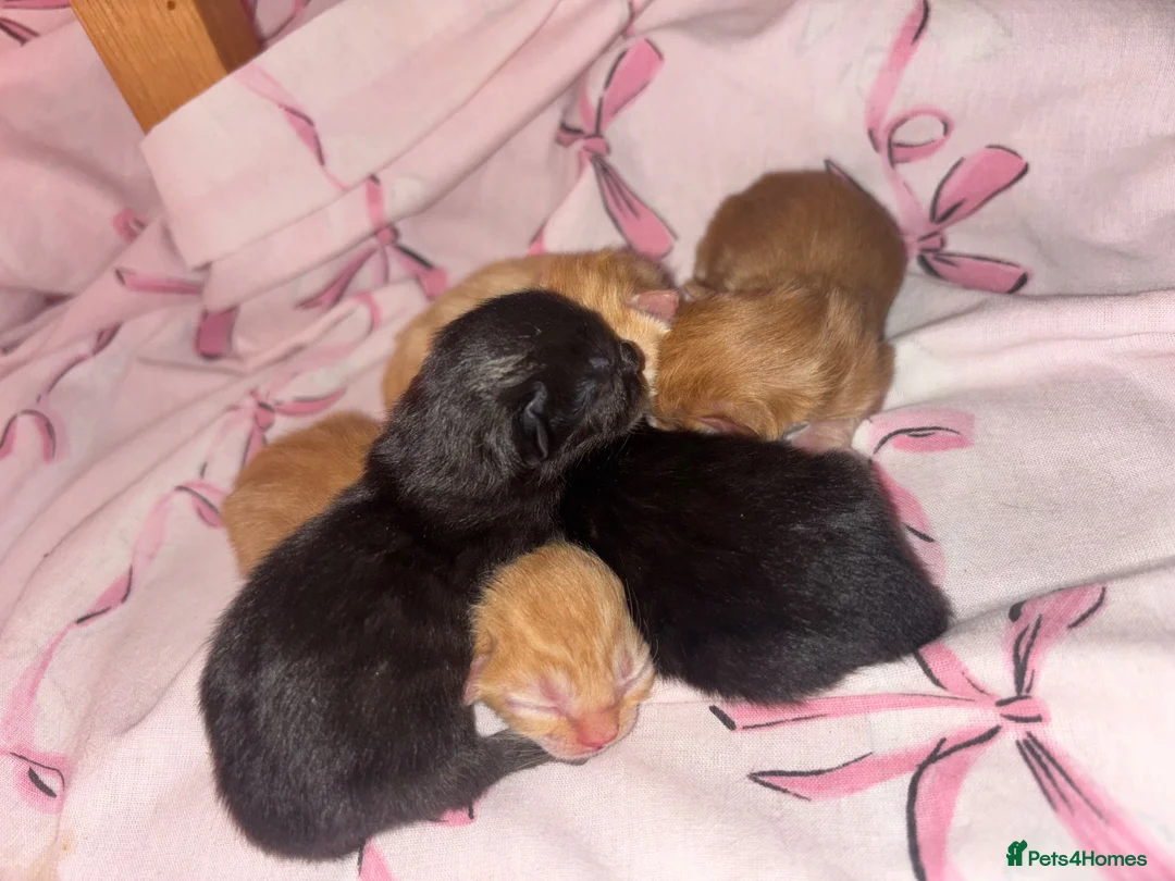 Mixed Breed cats for sale: Kittens for sale - Advert 2