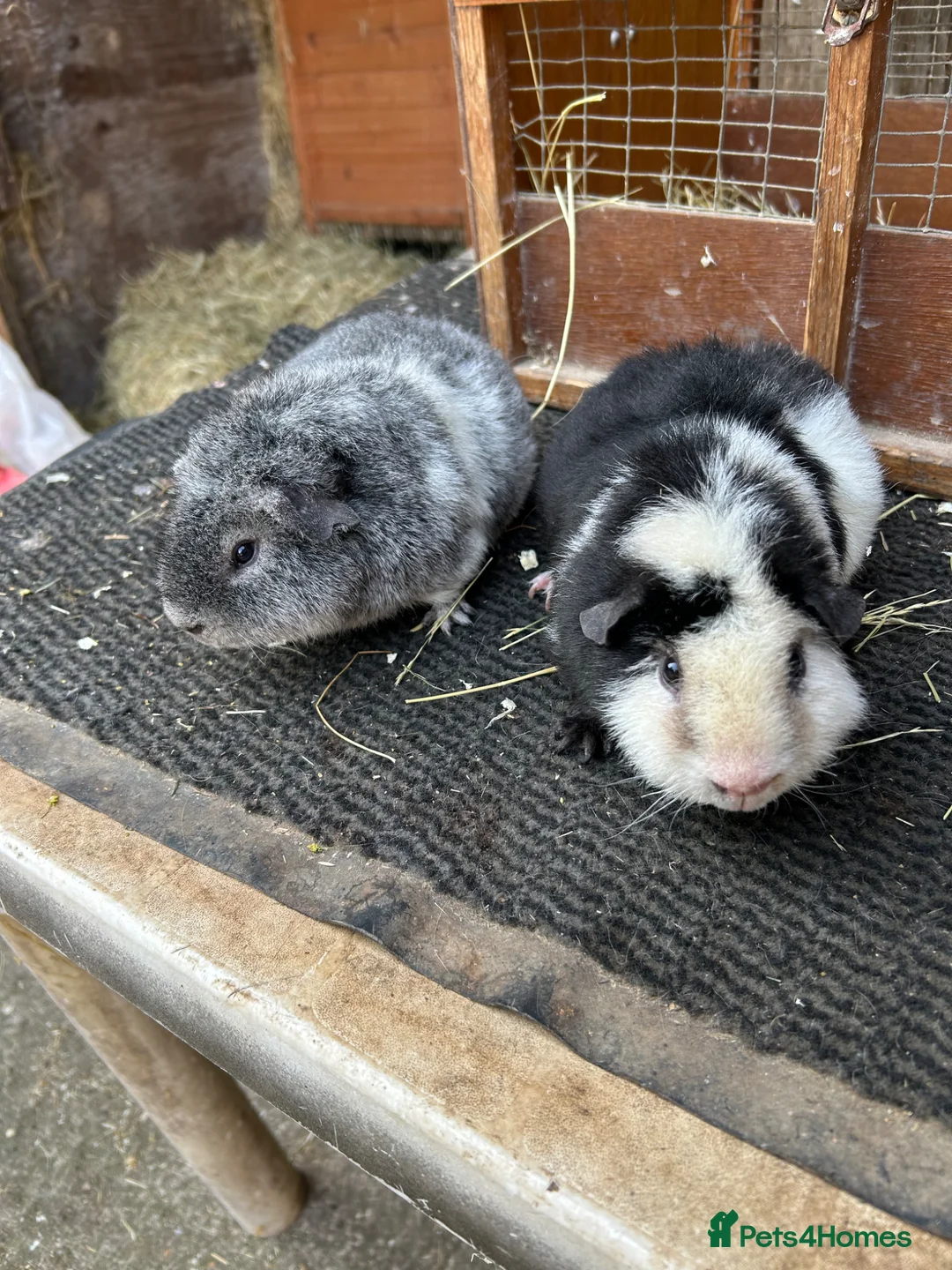 Guinea Pig rodents for sale: Teddy guinea pigs - Advert 2