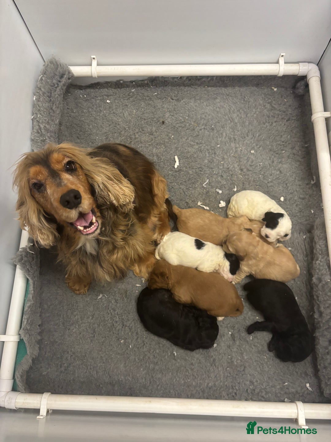 Cockapoo dogs for sale: Stunning F1 Cockapoos - Show H/Tested KC Parents!! - Advert 5