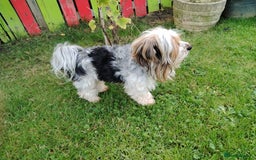 Mixed Breed dogs for sale: Yorkshire Terrier Colourful (Biewer) Puppies - Image 9