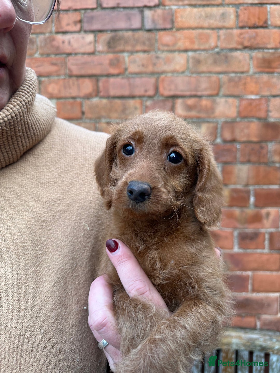 Labradoodle dogs for sale: Quality F1b Deep Red Miniature Labradoodles. - Advert 13