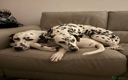 Dalmatian dogs for sale: Potential rehome - male LUA Dalmatian  - Advert 35