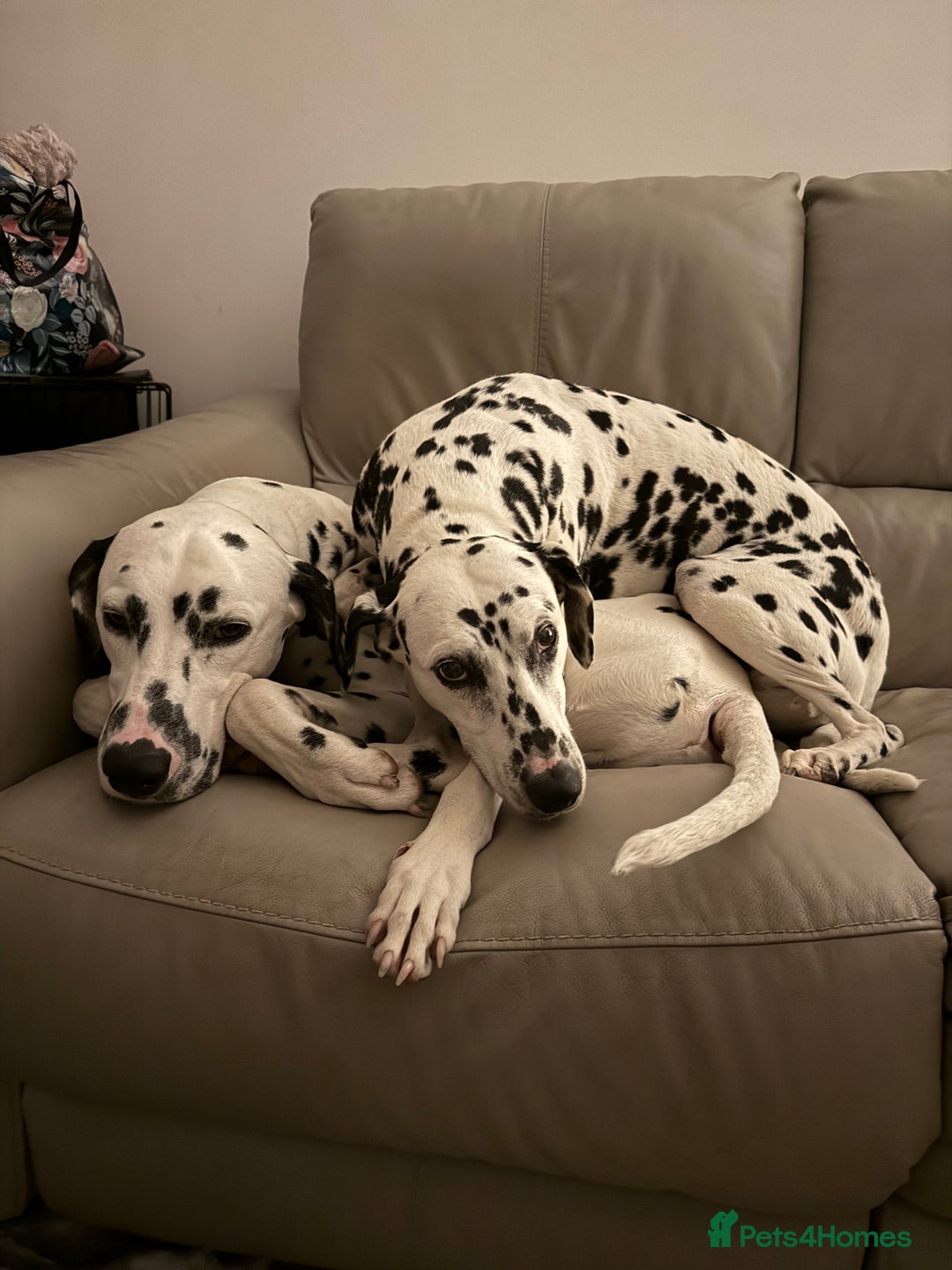 Dalmatian dogs for sale: Potential rehome - male LUA Dalmatian  - Advert 35