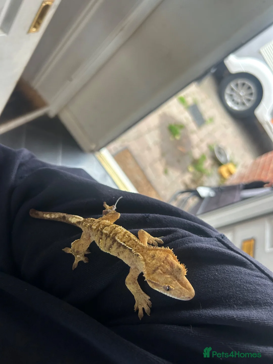 Gecko reptiles for sale: Crested Gecko in Sheerness - Advert 6