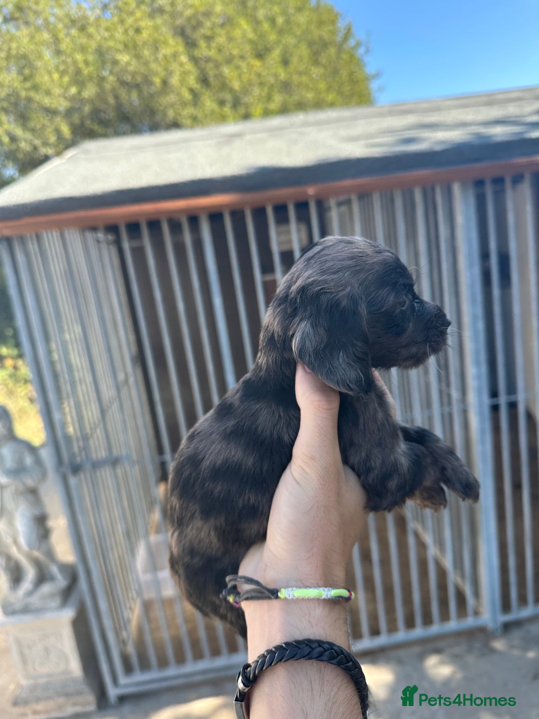 Cocker Spaniel dogs for sale: Rare cocker spaniels - Image 4