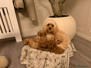 Cavapoo dogs Toy F1B Teddy Bear Cavapoo puppies - Advert 7