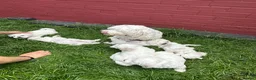 Bichon Frise dogs for sale:     🐶 6 Adorable Puppies Looking for a Home - Advert 11