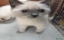 British Shorthair cats for sale: British shorthair GGCF Blue colourpoint kittens  - Image 21