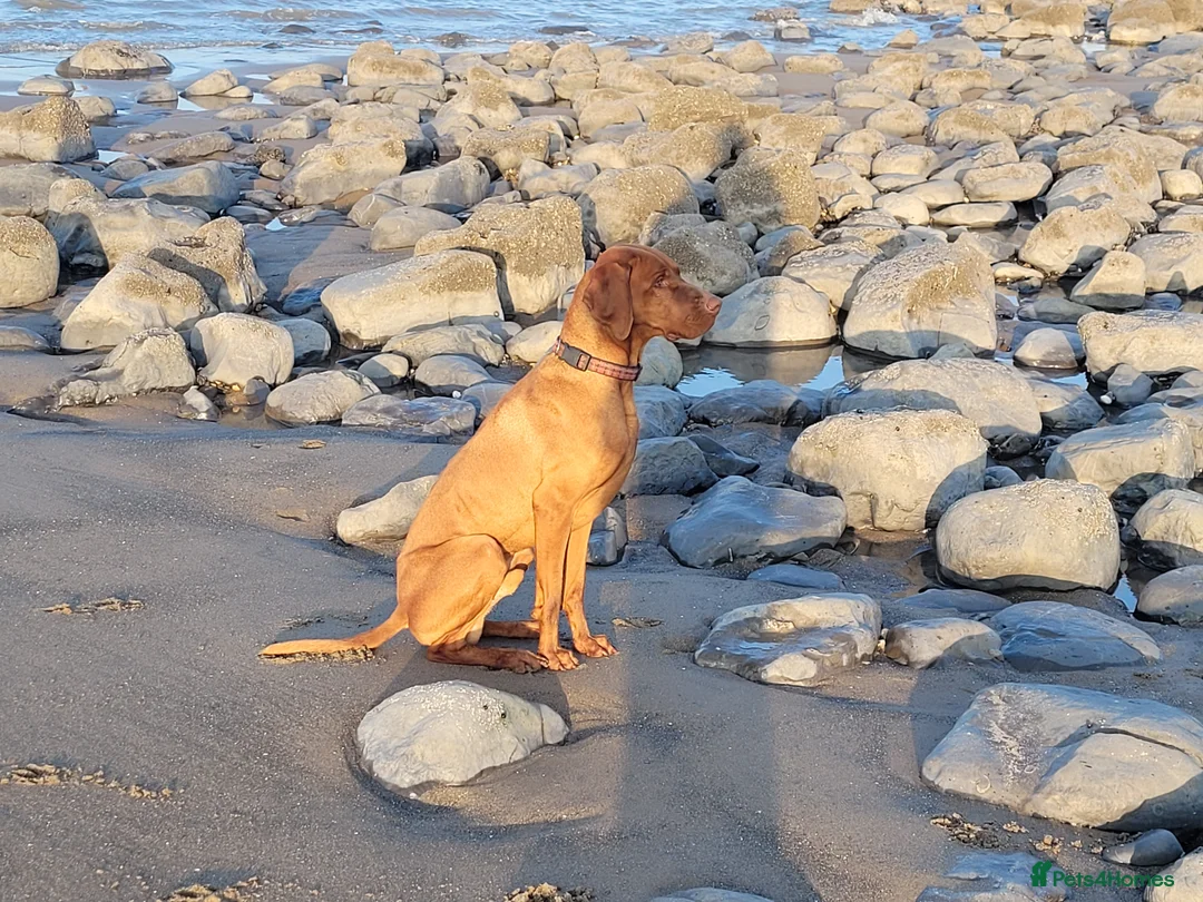 Hungarian Vizsla dogs for stud: Hungarian Vizsla for stud! in Llantwit Major - Advert 34