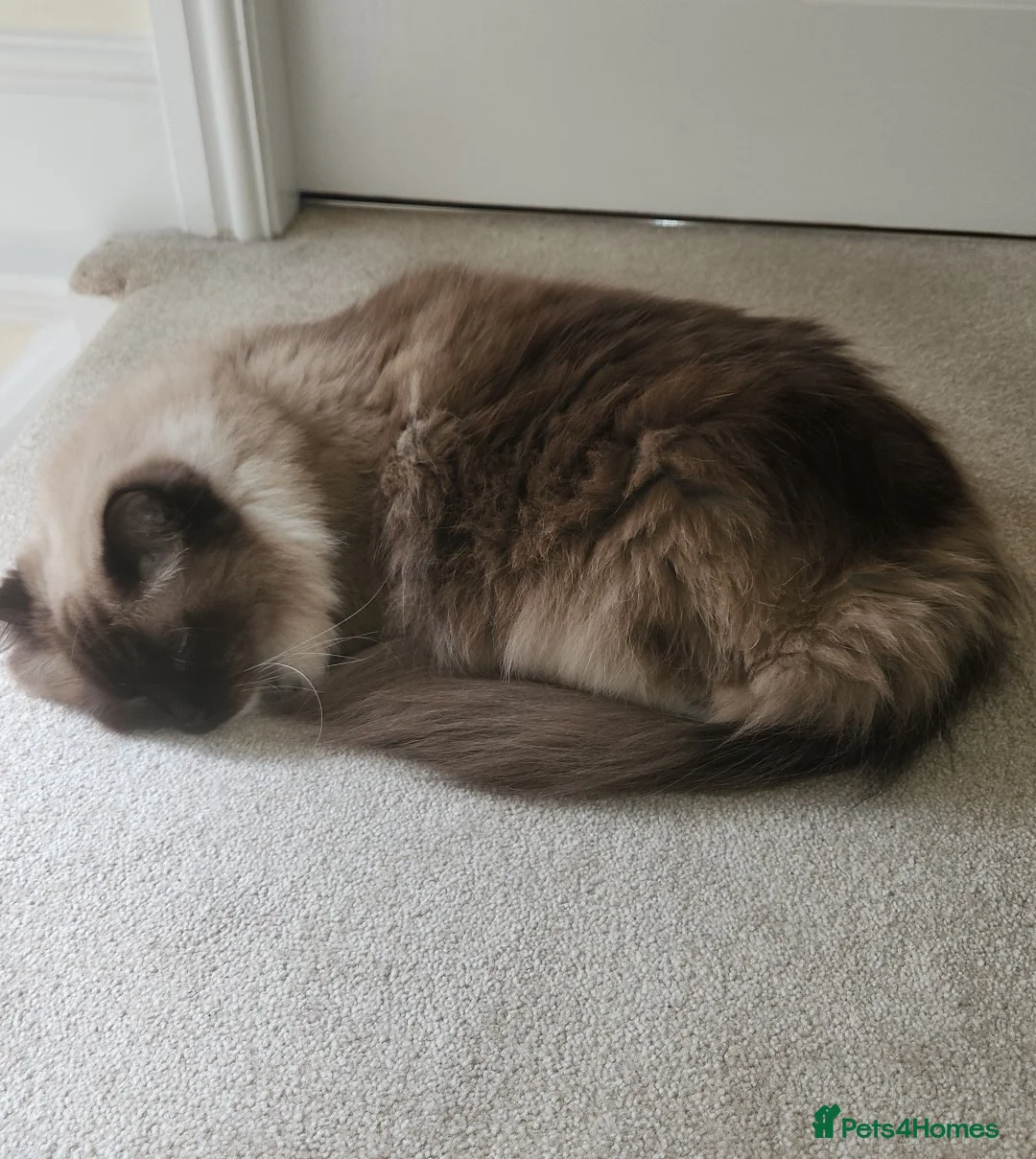 Persian cats for sale: Persian ragdoll  in Liverpool - Advert 2