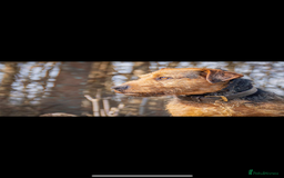 Lakeland Terrier dogs for sale: Red Lakeland terrier bitch - Image 9