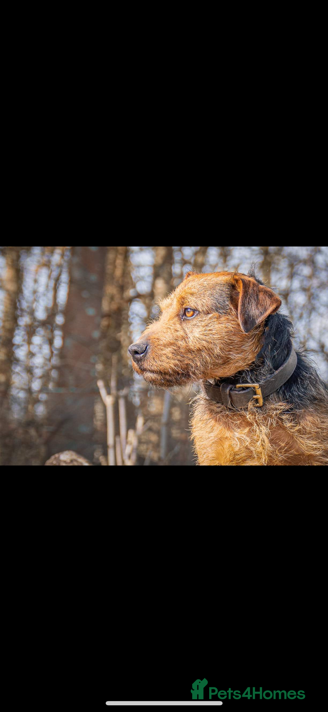 Lakeland Terrier dogs for sale: Red Lakeland terrier bitch - Image 9