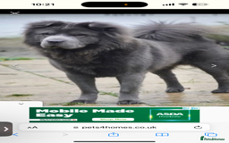 Shar Pei dogs for sale: REDUCED*READYNOW Beautiful bear/brush shar peis  - Image 29