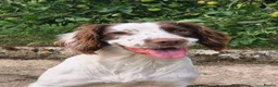 English Springer Spaniel dogs for stud: Proven Stud in Witney - Advert 2