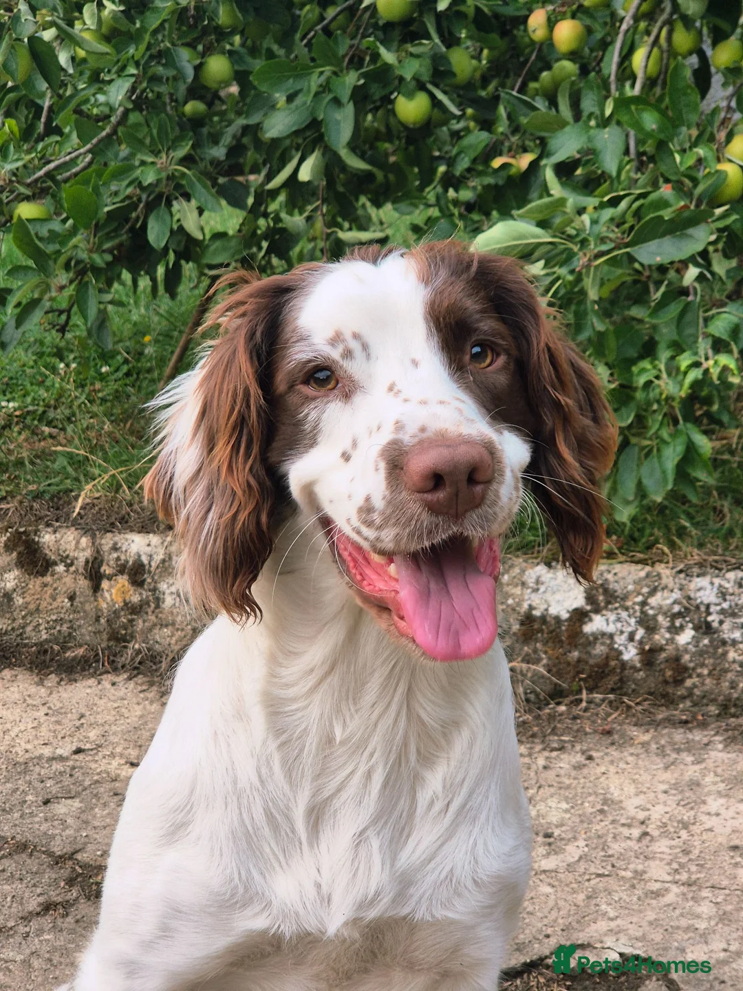 English Springer Spaniel dogs for stud: Proven Stud in Witney - Advert 2