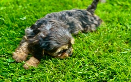 Cavapoo dogs for sale: Top Class Cavapoo pups double vaccinated! - Image 30