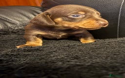 Miniature Dachshund dogs for sale: Stunning little boys - Image 10
