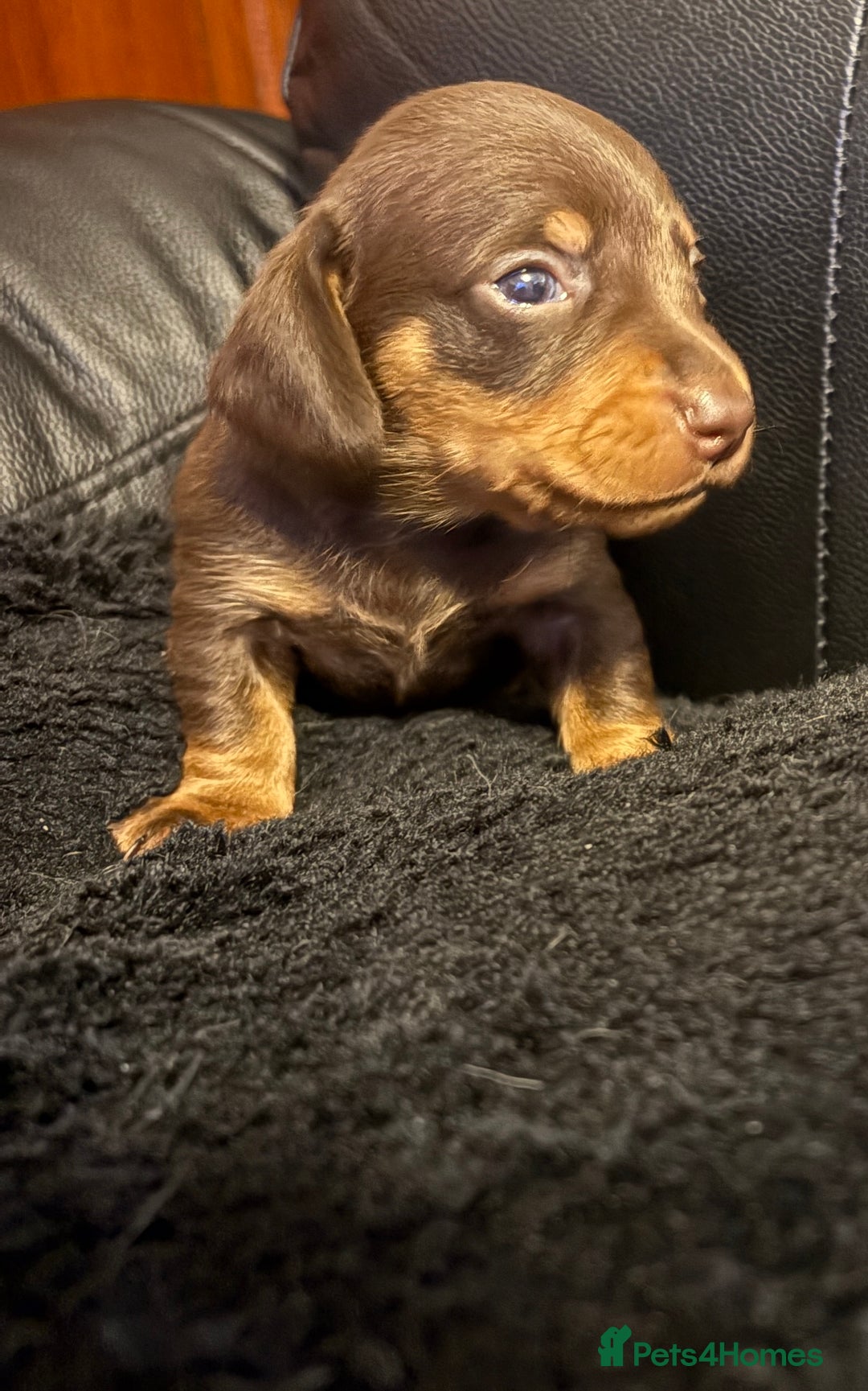 Miniature Dachshund dogs for sale: Stunning little boys - Image 10