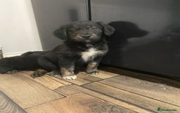Mixed Breed dogs for sale: Adorable little puppys - Image 6