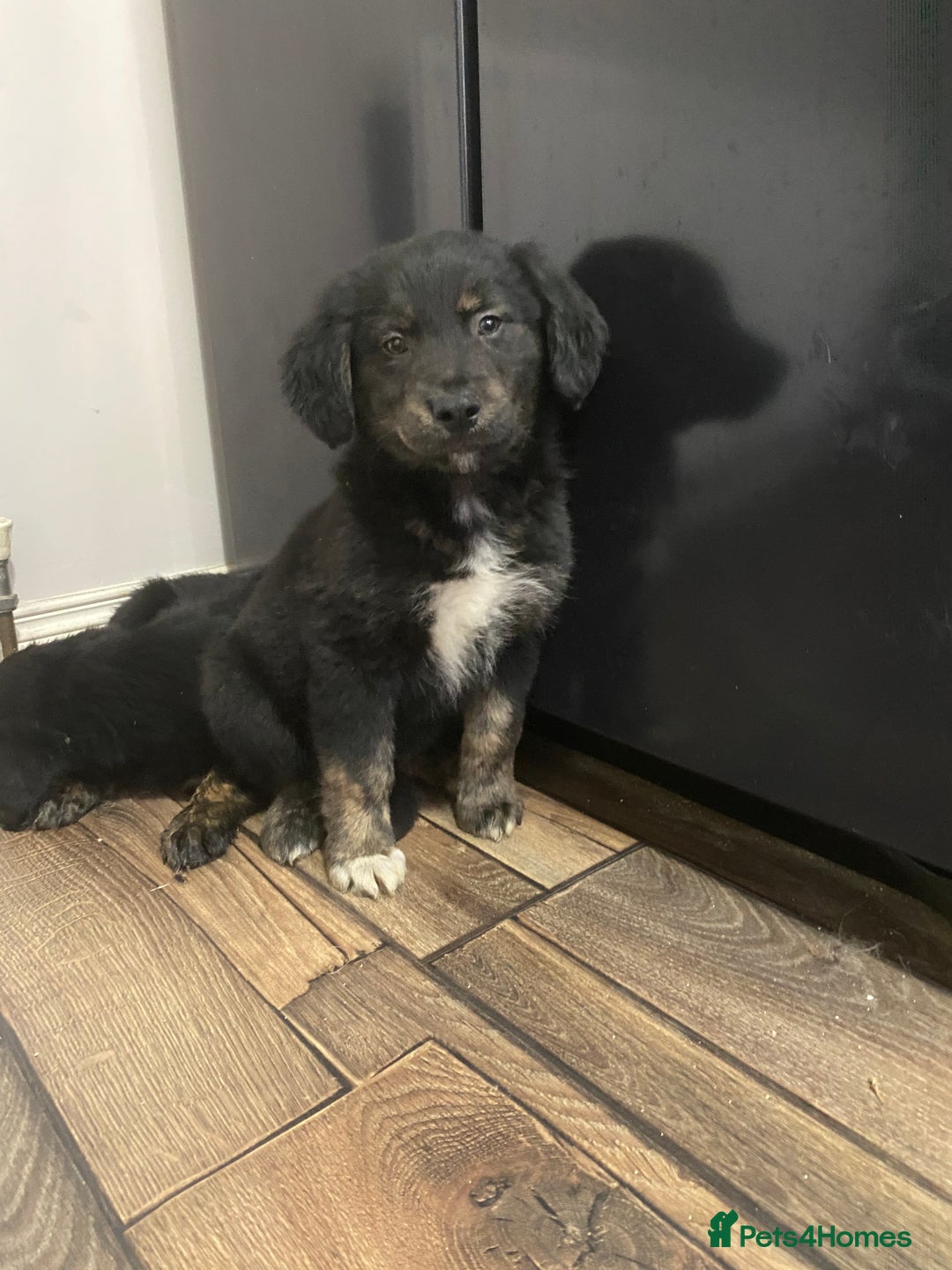 Mixed Breed dogs for sale: Adorable little puppys - Image 6
