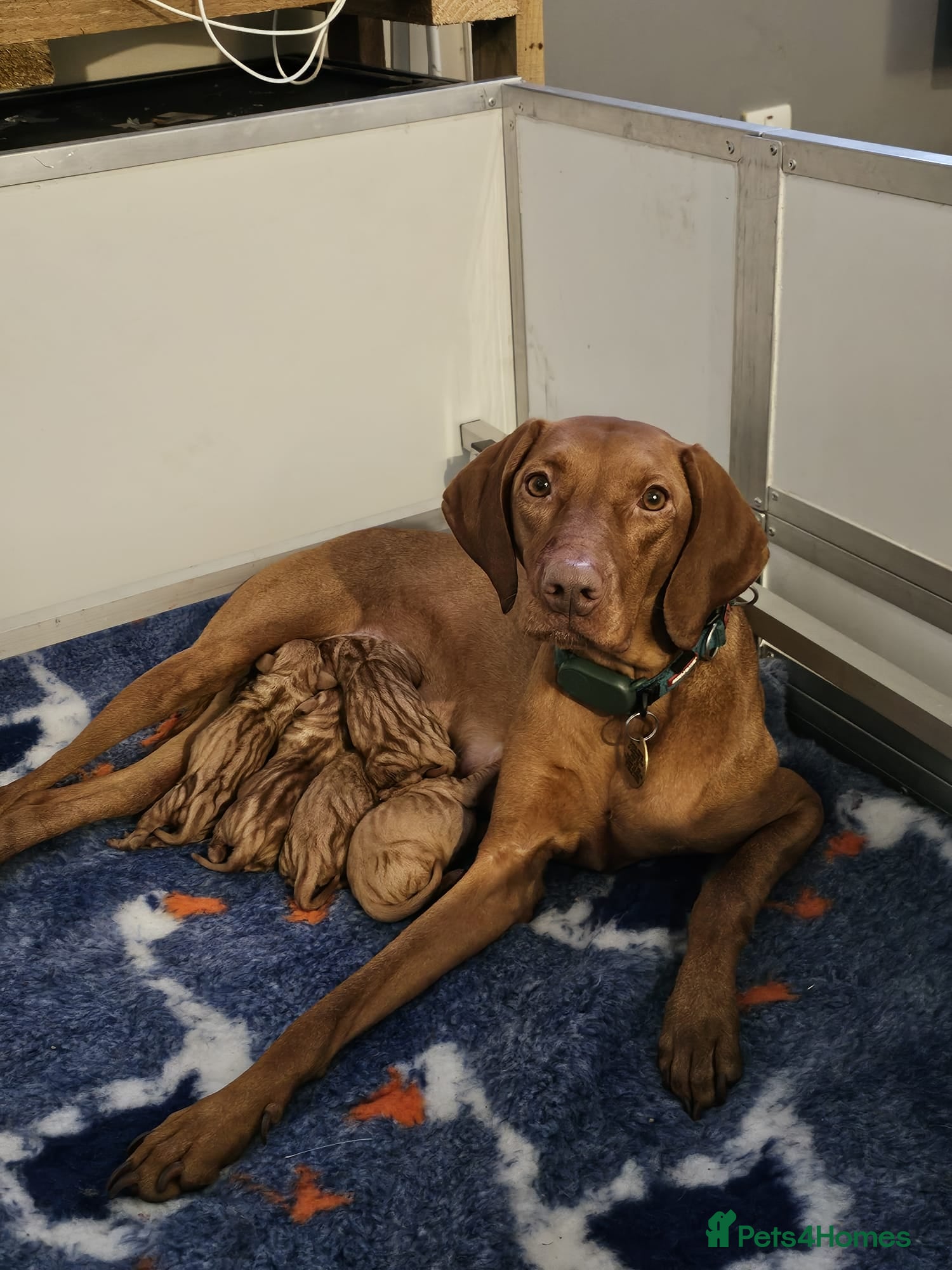 Hungarian Vizsla dogs Kc registered  - Advert 2