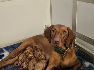 Hungarian Vizsla dogs Kc registered - Advert 2