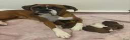 Boxer dogs for sale: Beautiful Boxer Babies.  - Advert 11