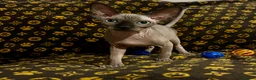 Sphynx cats for sale: 🐾 Beautiful Sphynx Kittens  ready to leave🐾 - Advert 3