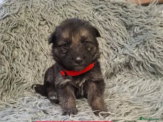 German Shepherd dogs German shepherd pups - Advert 1