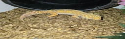 Leopard Gecko reptiles for sale: Leopard gecko - Advert 1