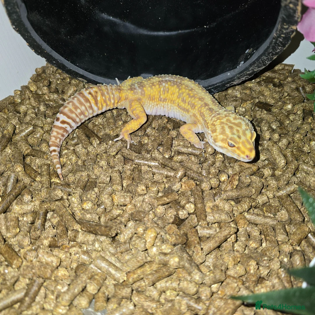 Leopard Gecko reptiles for sale: Leopard gecko - Advert 1