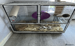 Gerbil rodents for sale: Rare persian jird (female gerbils) price drop - Image 1