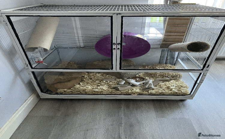 Gerbil rodents - Advert 1